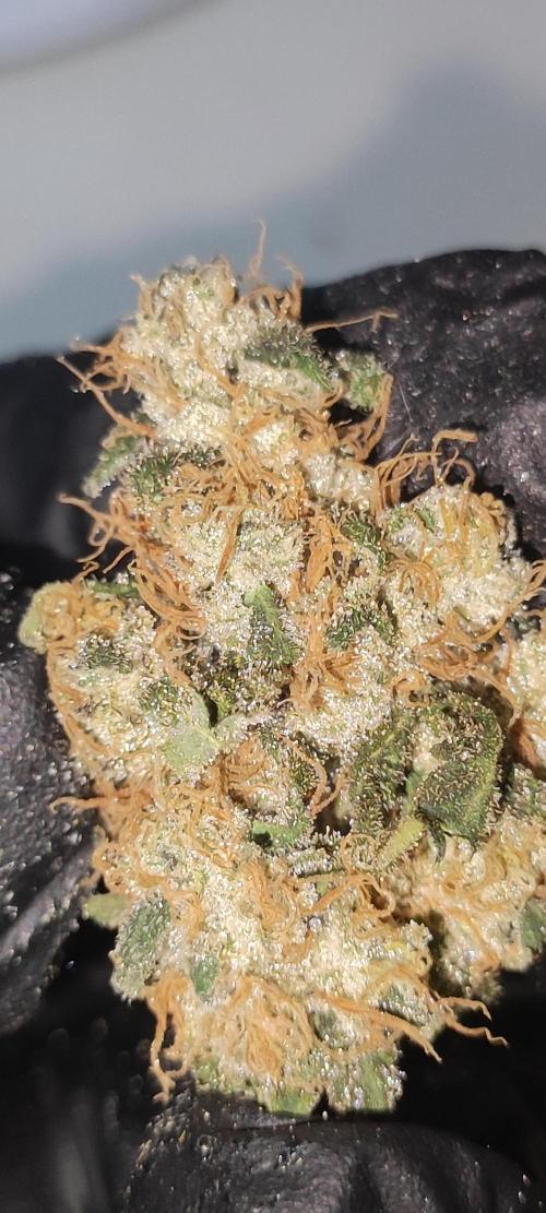 Banana Kush #1. Week 13
