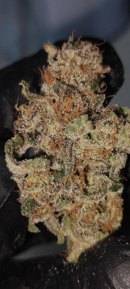 Grape Pie #1. Week 13
