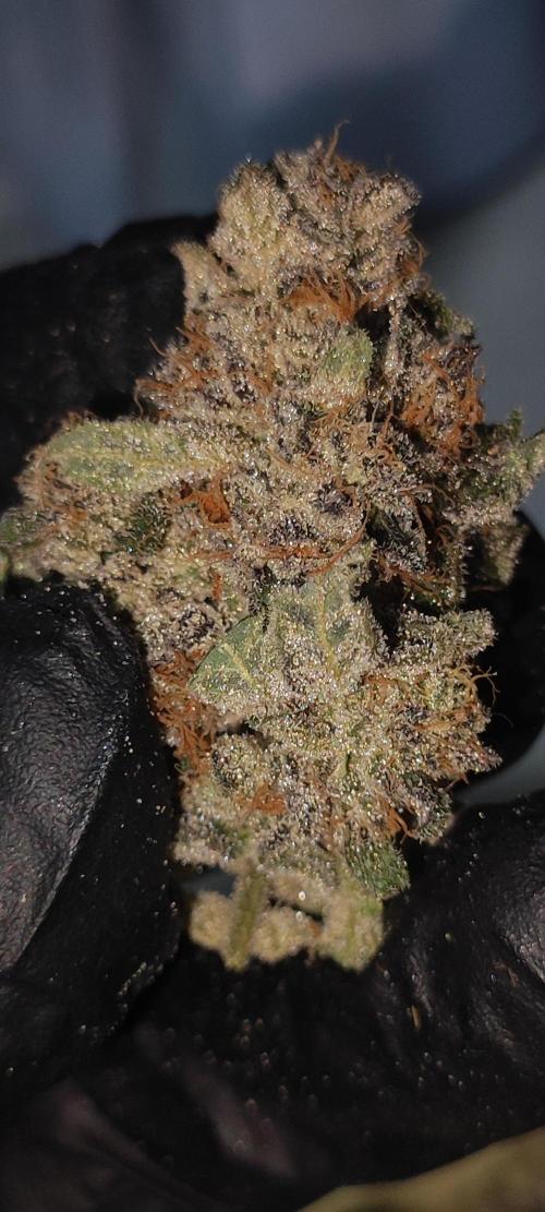 Grape Pie #1. Week 13