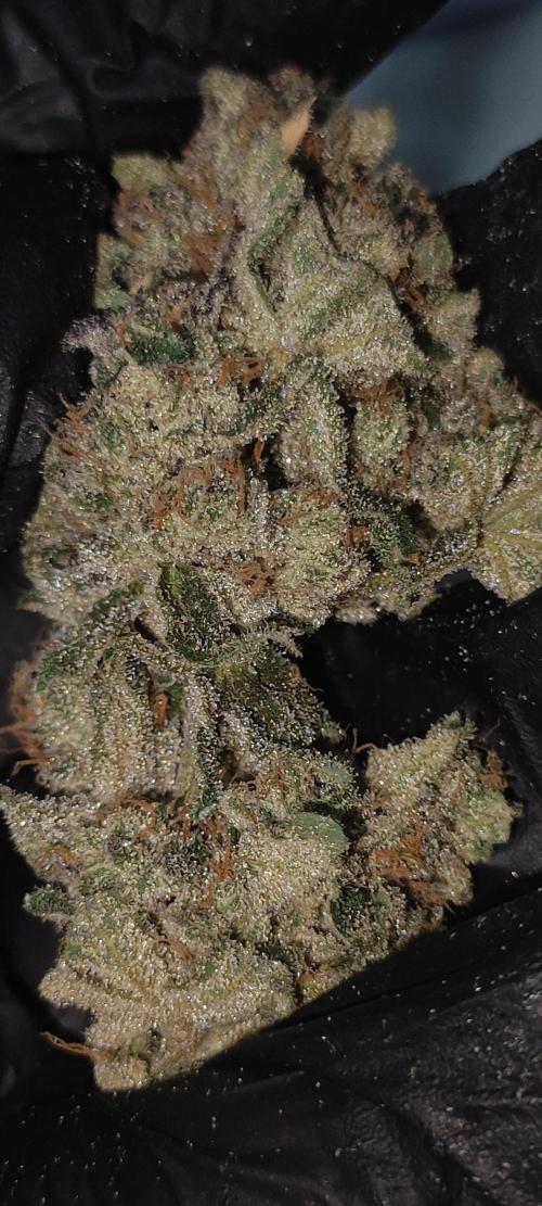 Grape Pie #1. Week 13