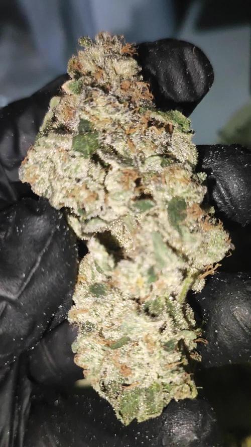 Grape Pie #1