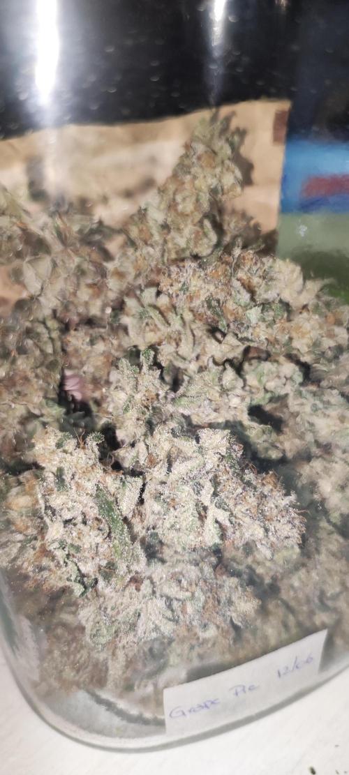 Grape Pie #1. Week 13