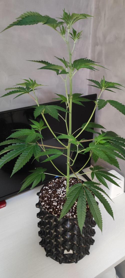 Mimosa #1. Week 5
