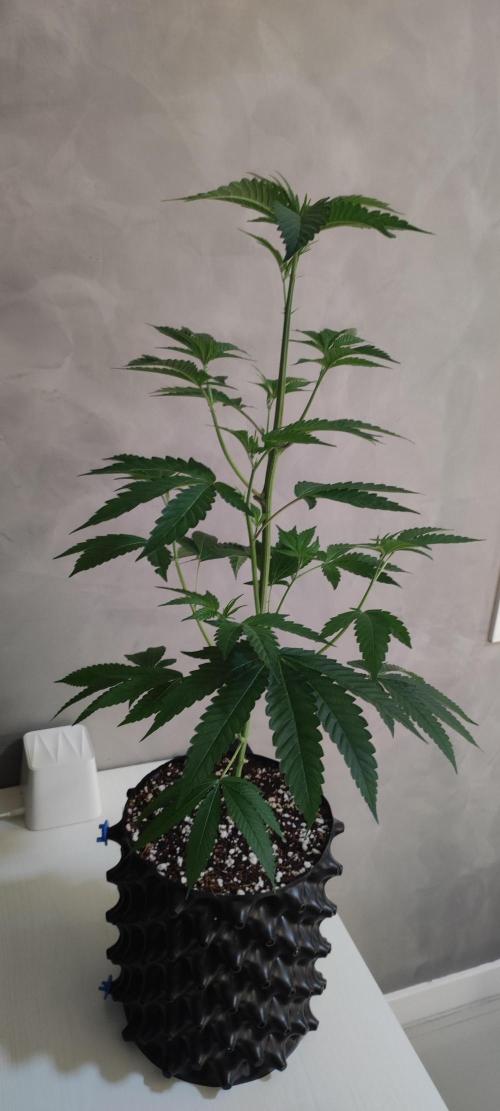 Mimosa #1. Week 5