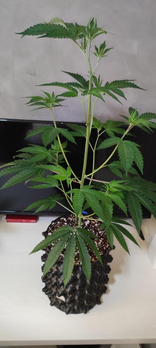 Mimosa #1. Week 5