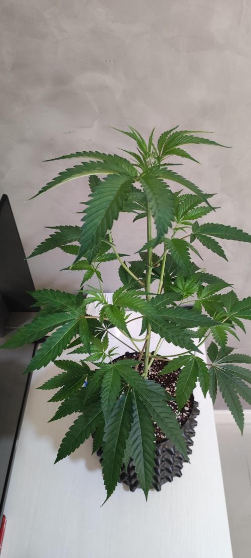 Mimosa #1. Week 5