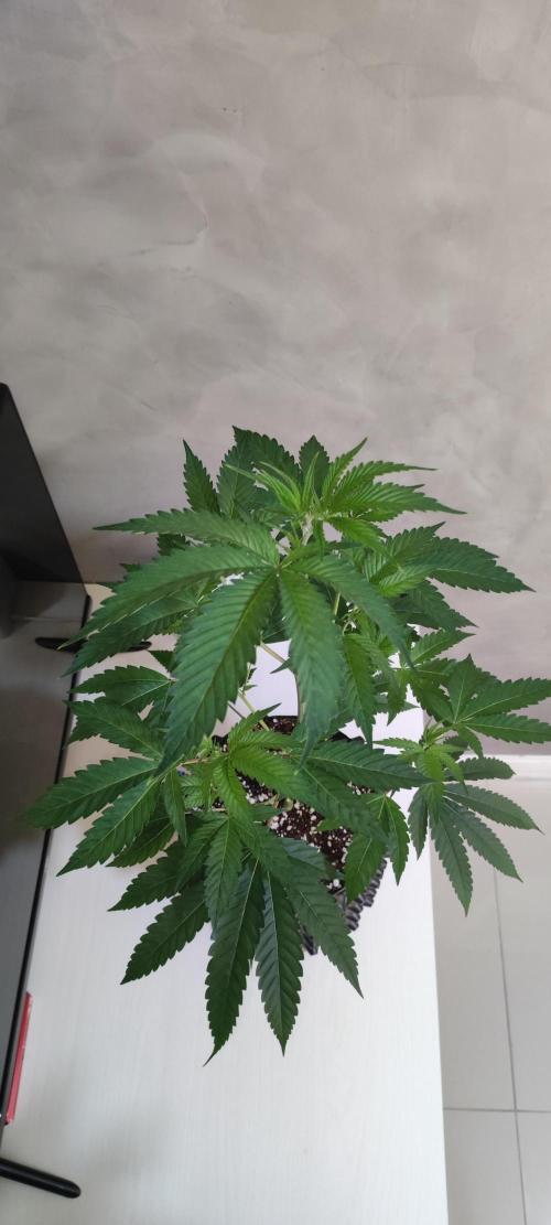 Mimosa #1. Week 5