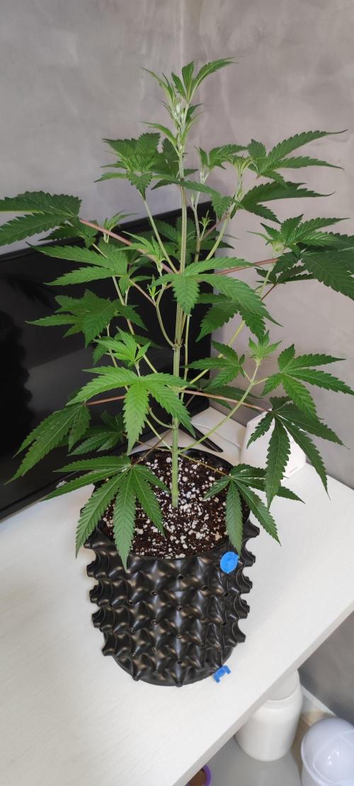 Garlotti #1. Week 5