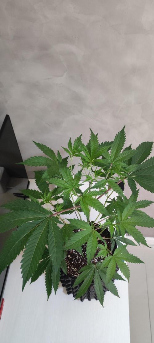 Garlotti #1. Week 5