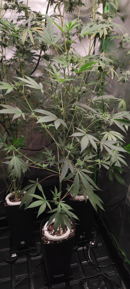 Strawberry Cough. Week 7
