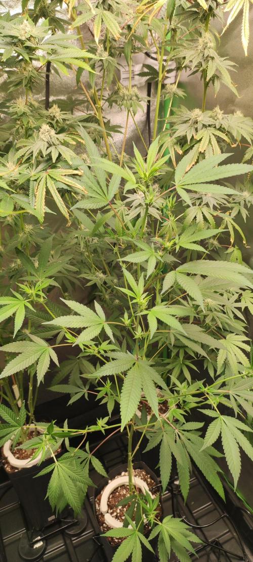 Strawberry Cough. Week 7