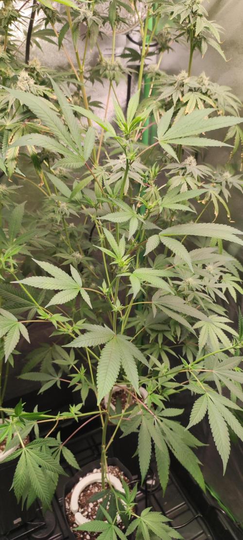 Strawberry Cough. Week 7
