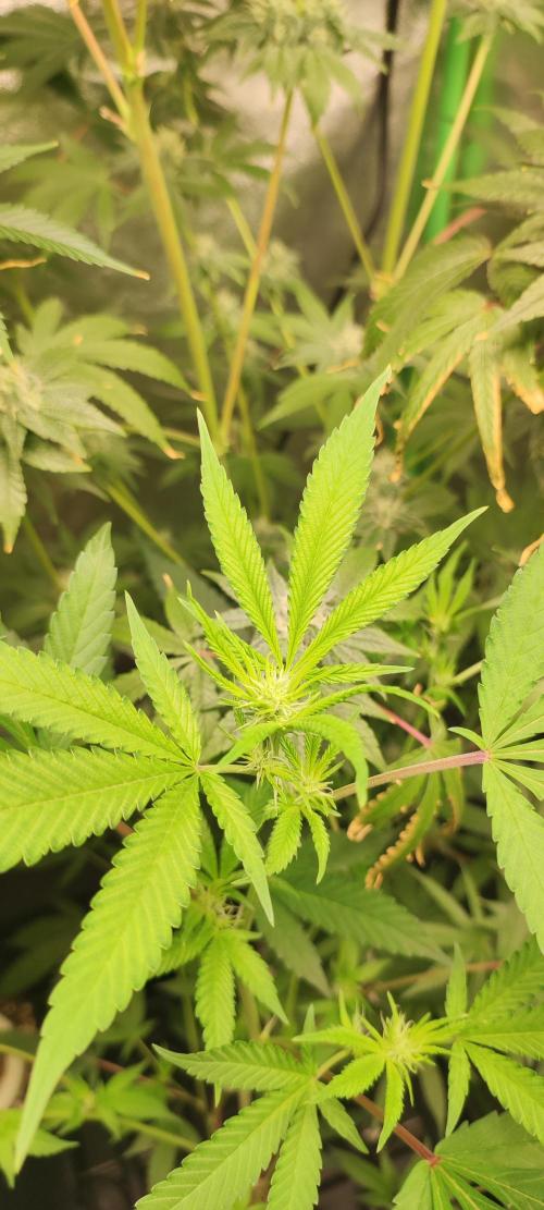 Strawberry Cough. Week 7