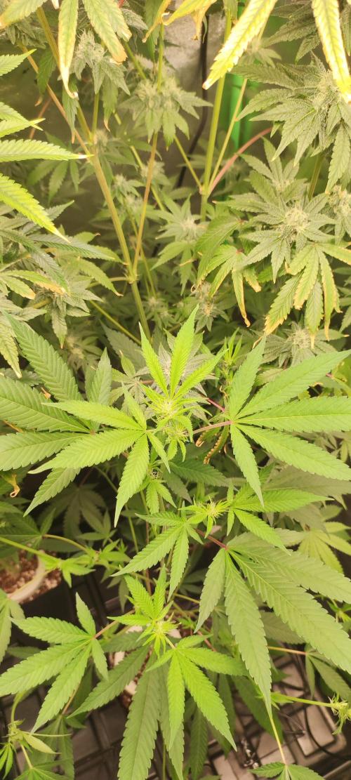 Strawberry Cough. Week 7