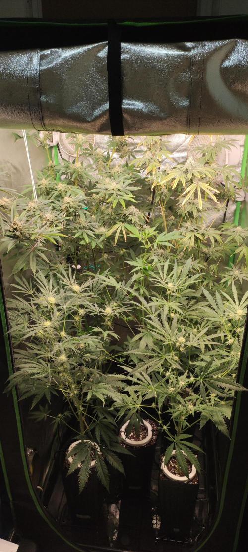 Strawberry Cough. Week 7