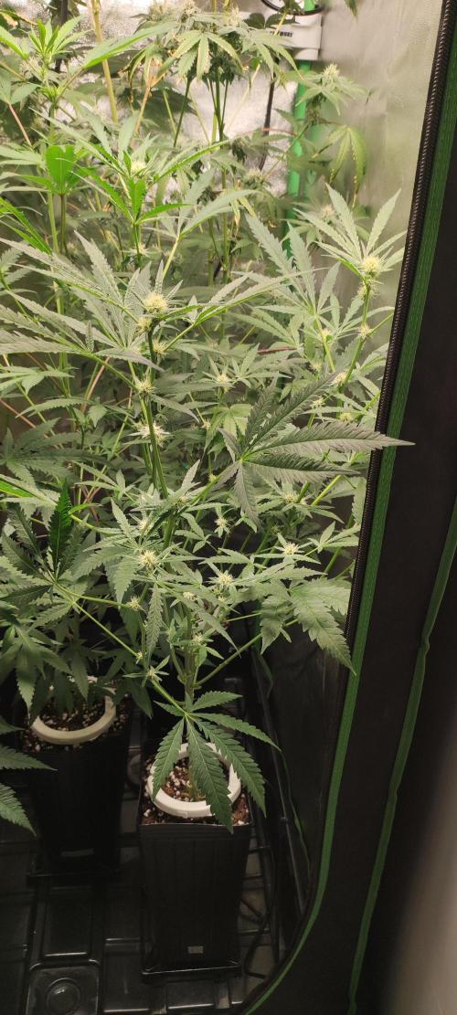 Julieta. Week 9