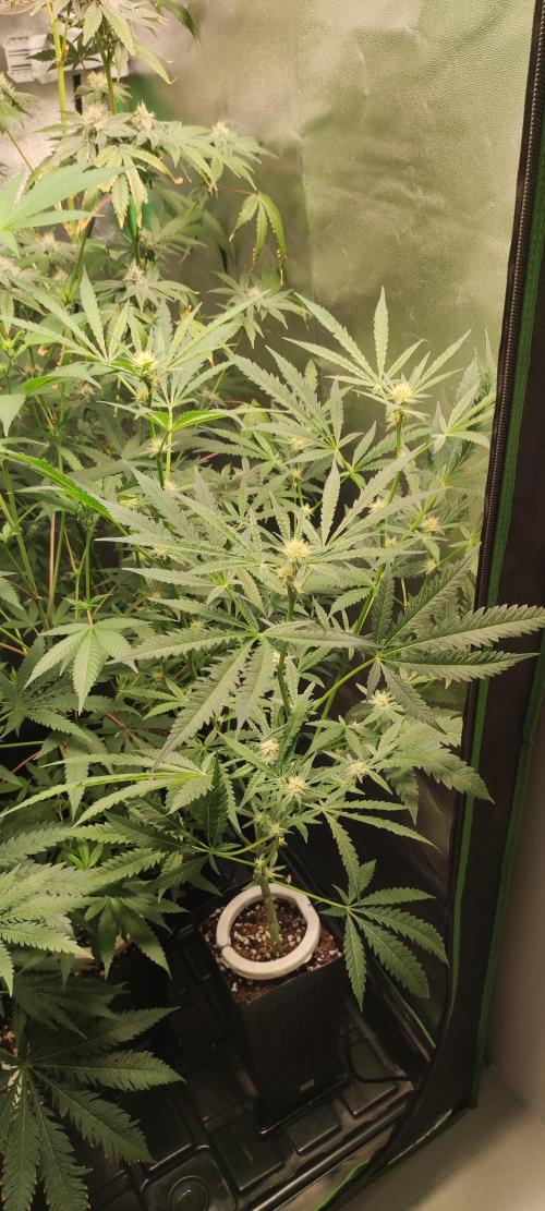 Julieta. Week 9