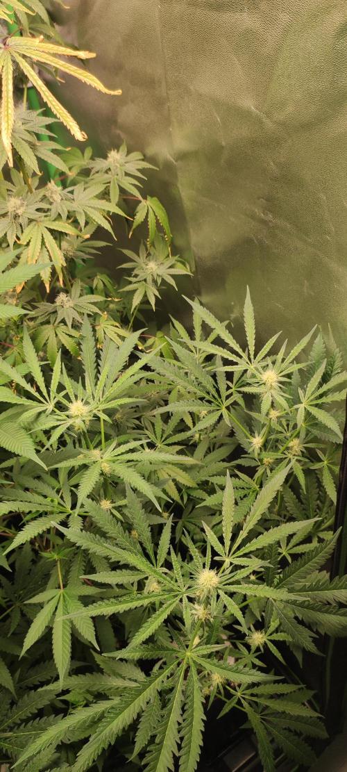 Julieta. Week 9