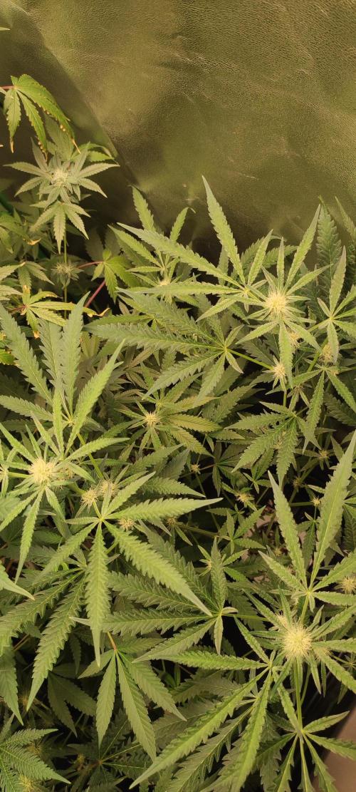 Julieta. Week 9