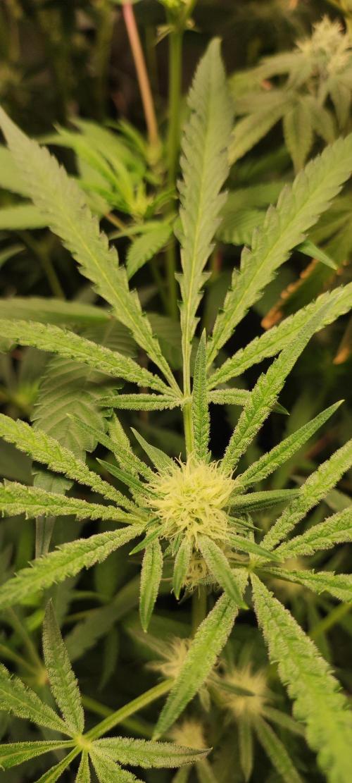 Julieta. Week 9