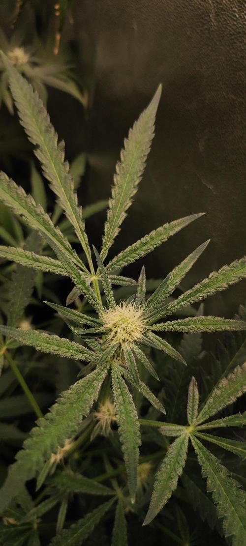 Julieta. Week 9