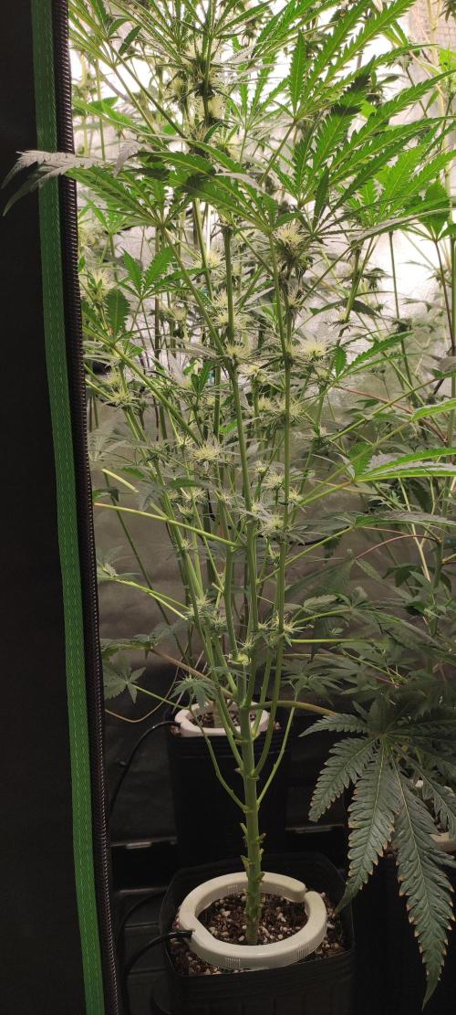 White Widow x Freakshow. Week 9