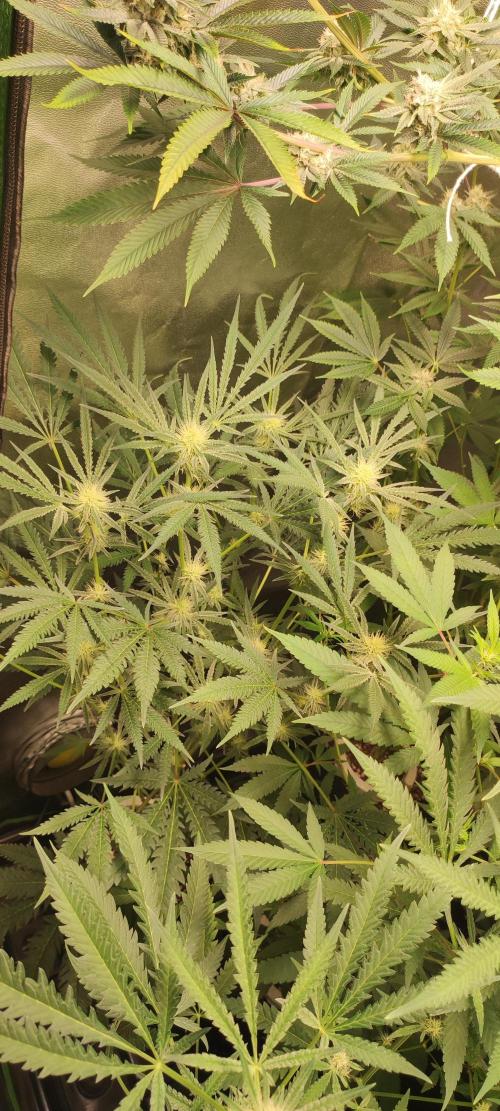 White Widow x Freakshow. Week 9