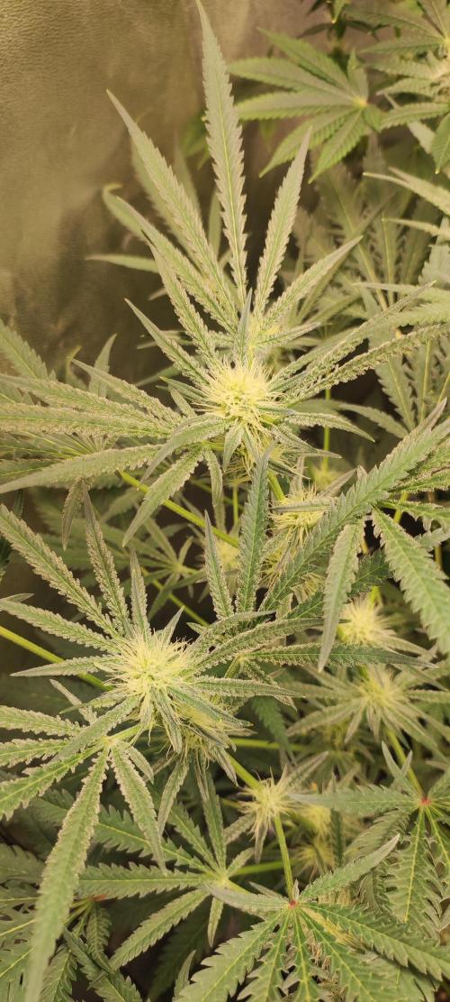 White Widow x Freakshow. Week 9