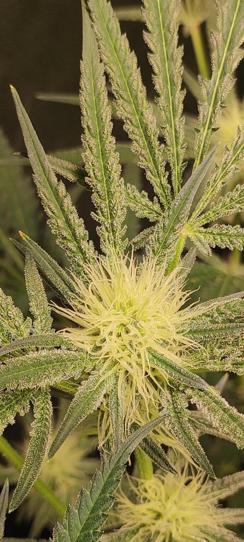 White Widow x Freakshow. Week 9