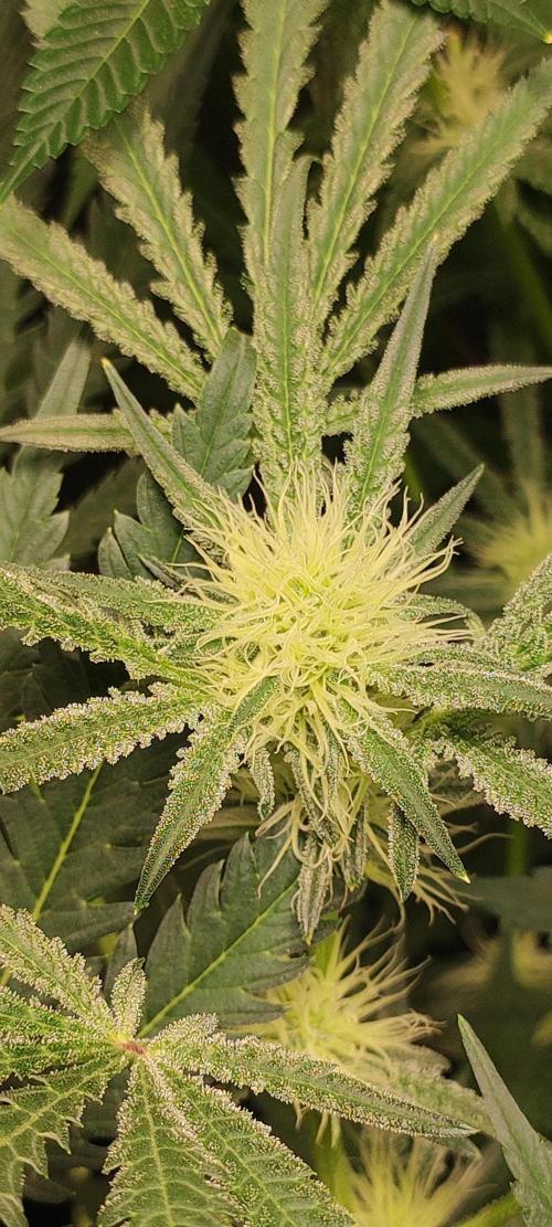 White Widow x Freakshow. Week 9