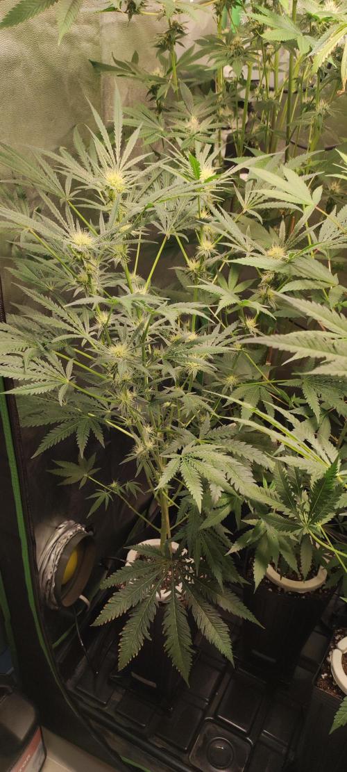 White Widow x Freakshow. Week 9