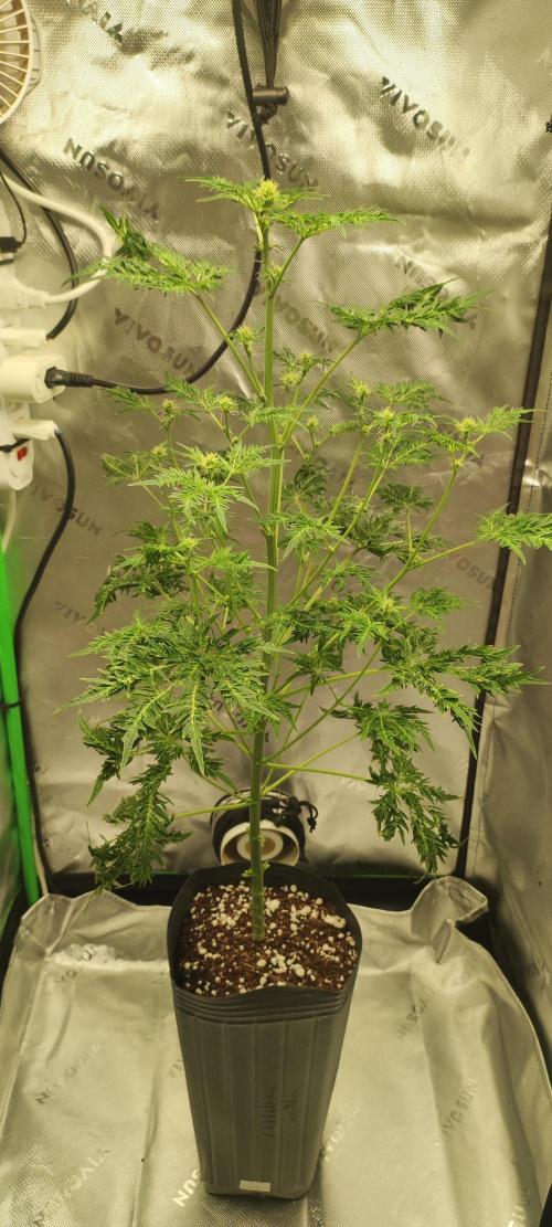 Freakshow. Week 9