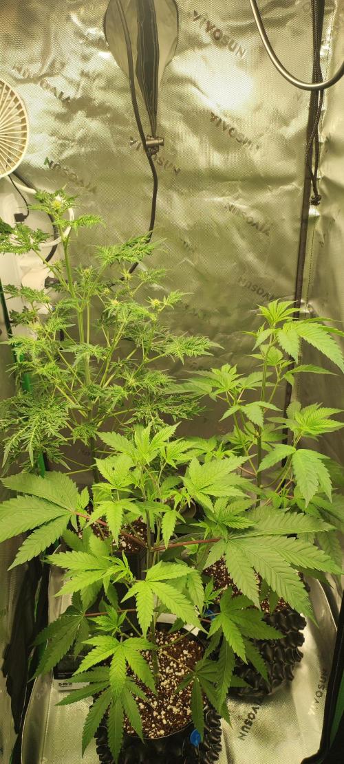 2-in-1 D325 Grow Tent 36”x24”x53”. Week 9