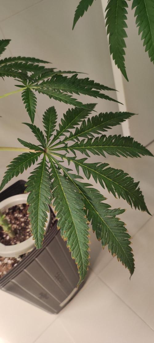 White Widow x Freakshow. Week 9