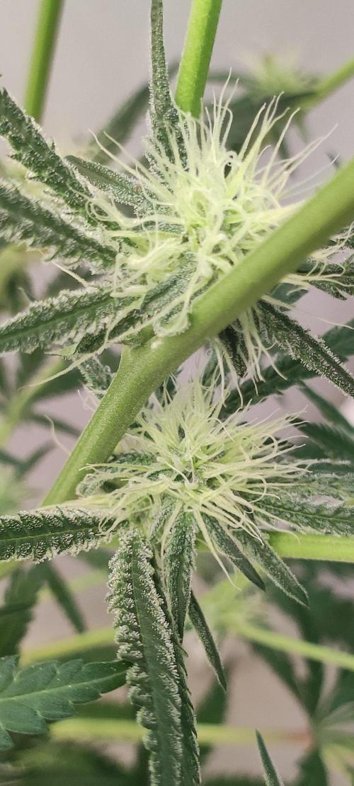 White Widow x Freakshow. Week 9