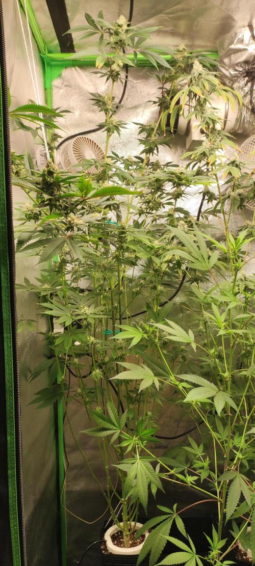 Mimosa. Week 11