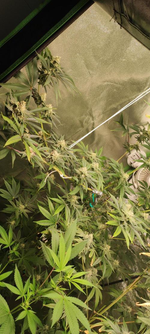 Mimosa. Week 11