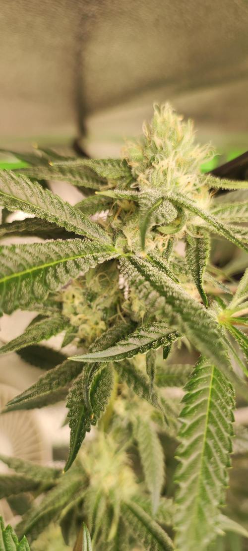 Mimosa. Week 11