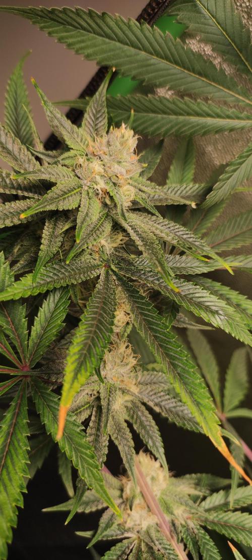Mimosa. Week 11