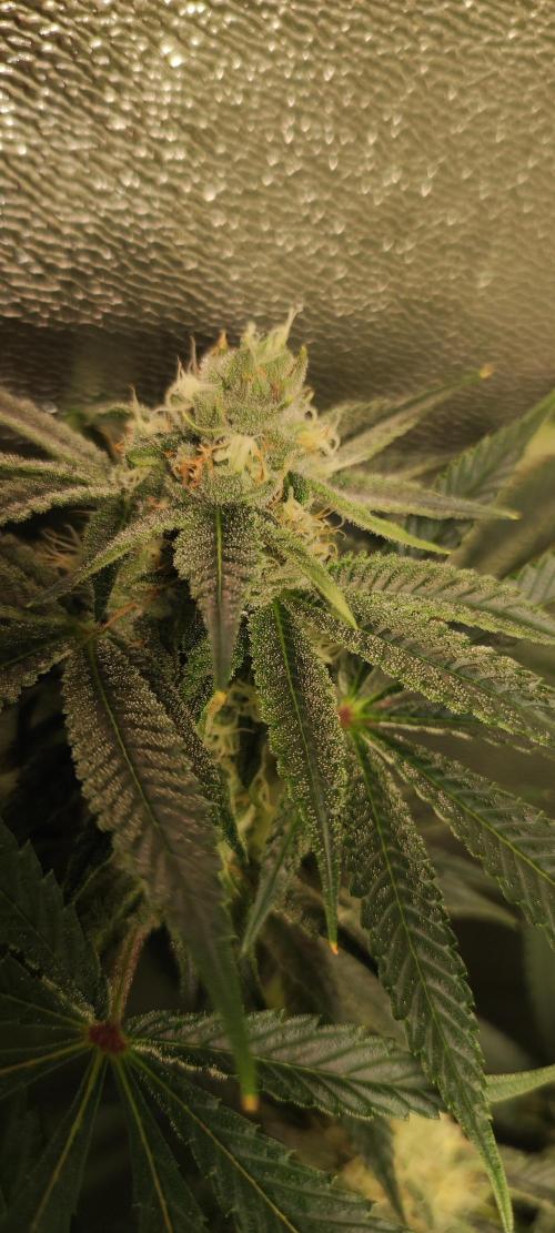 Mimosa. Week 11