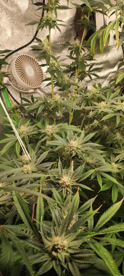 Mimosa. Week 11