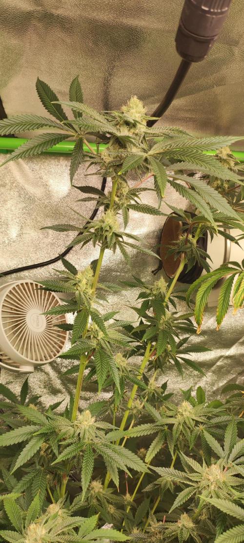 Mimosa. Week 11