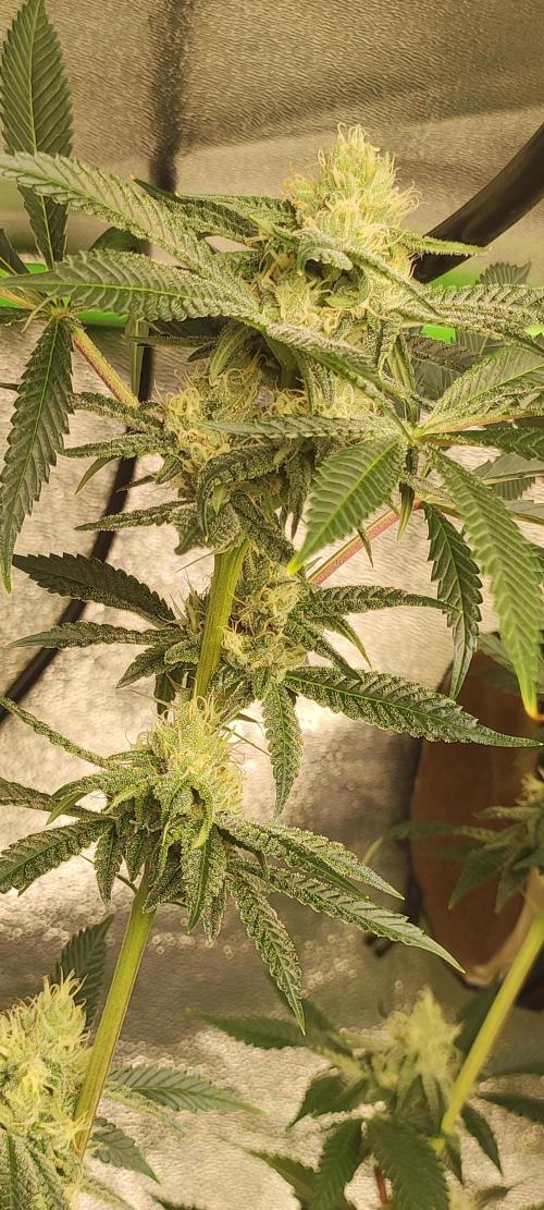 Mimosa. Week 11