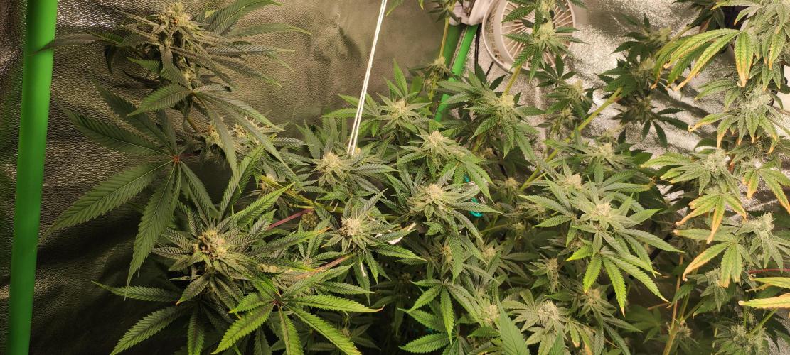 Mimosa. Week 11
