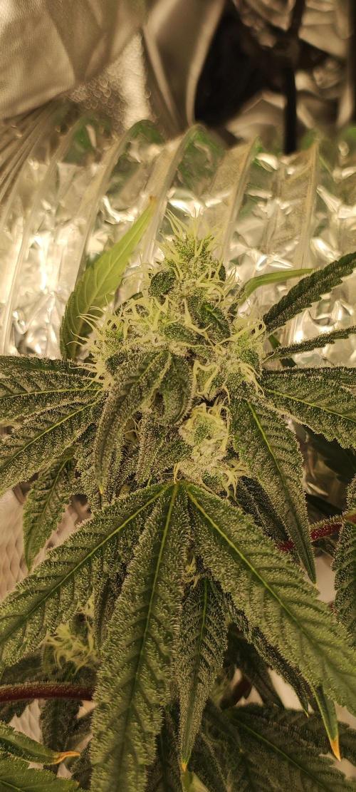Garlotti. Week 11