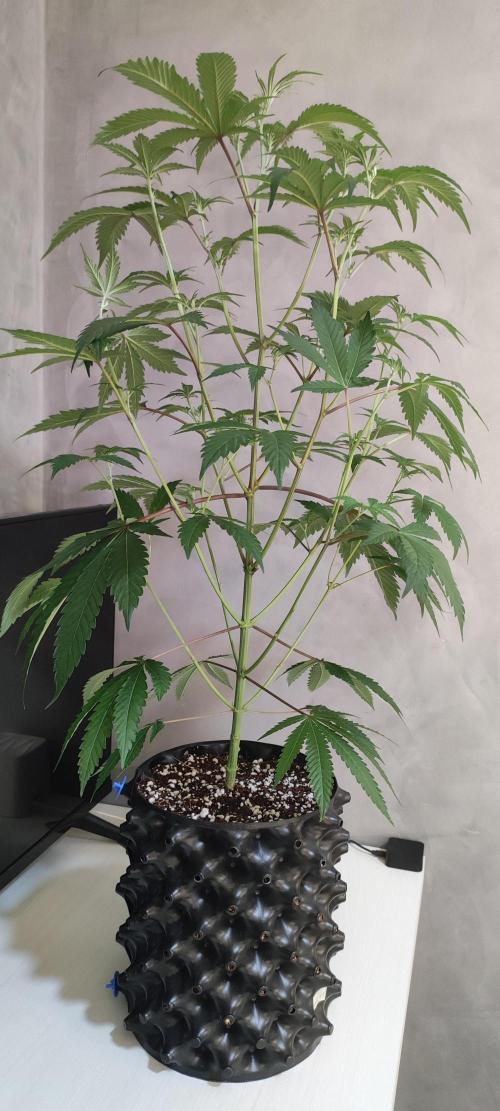 Garlotti #1. Week 6
