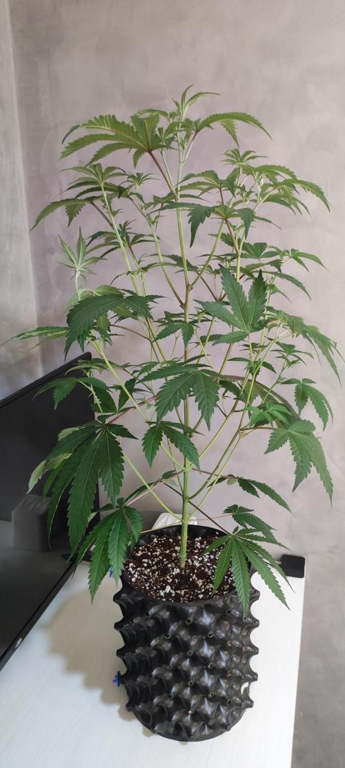 Garlotti #1. Week 6