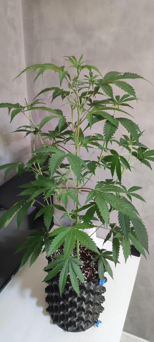 Garlotti #1. Week 6