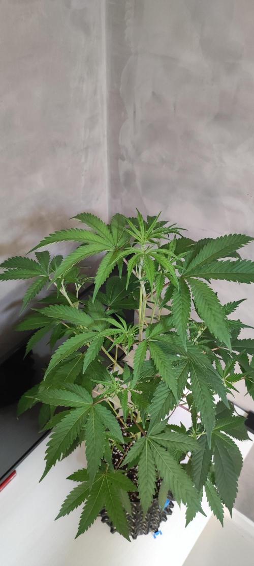 Garlotti #1. Week 6