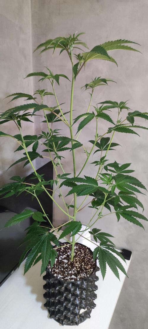 Mimosa #1. Week 6